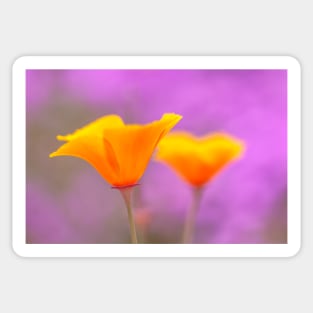 Poppies Sticker